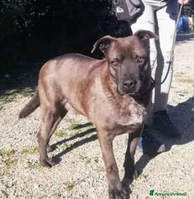 Meticcio cani Ruben 5anno pelo corto nocciola, triste,PUGLIA a Città Metropolitana di Milano - Annuncio 10