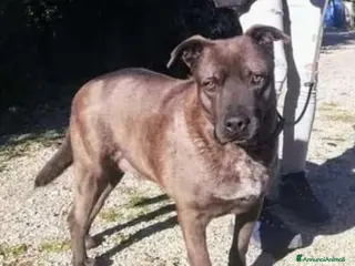 Meticcio cani Ruben 5anno pelo corto nocciola, triste,PUGLIA a Città Metropolitana di Milano - Annuncio 25