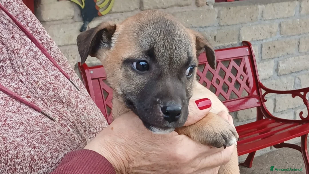 Meticcio cani in regalo: IL DOLCE ROMEO CERCA CASA, IN ADOZIONE - Annuncio 2