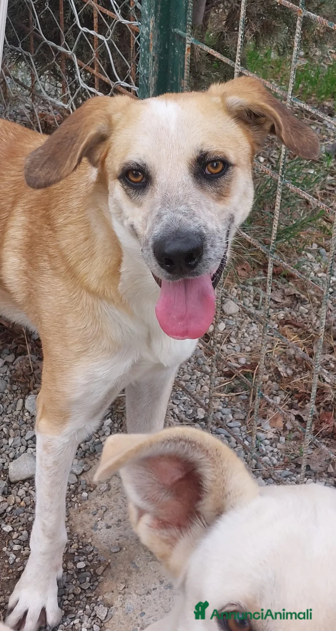 Meticcio cani in regalo: Mauro 2 anni in attesa di una famiglia - Annuncio 2