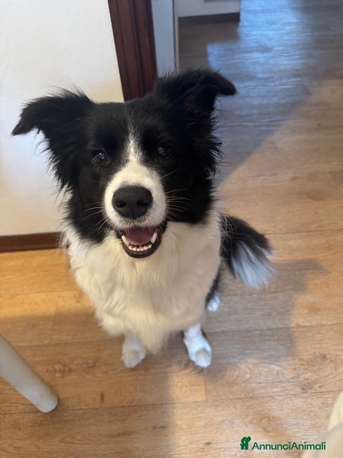 Border Collie cani Cuccioli maschi di Border Collie con pedigree ENCI - Annuncio 4