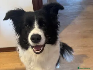 Border Collie cani Cuccioli maschi di Border Collie con pedigree ENCI - Annuncio 4