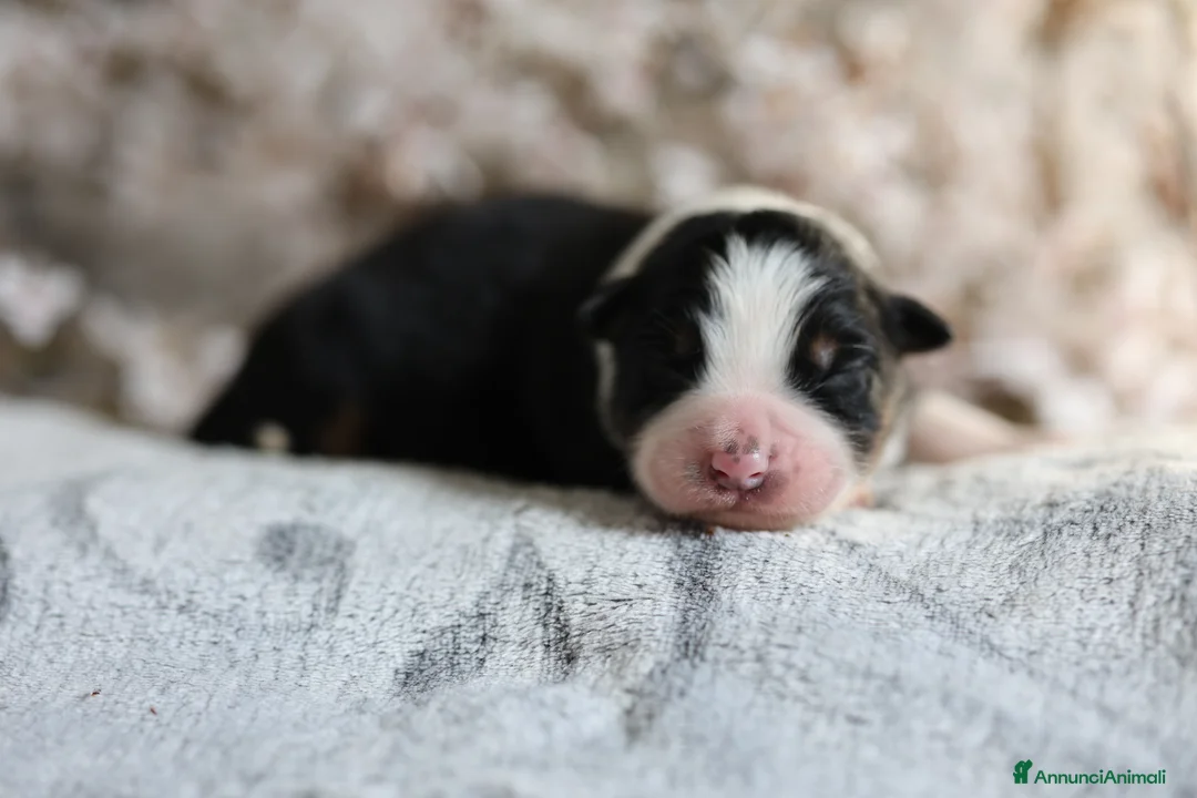 Australian Shepherd cani in vendita: Cuccioli di pastore australiano  - Annuncio 4