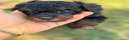 Barboncino Toy cani in vendita: Barboncino Toy - Annuncio 7