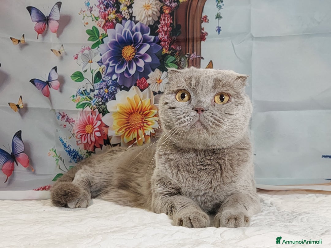 Scottish gatti in vendita: Scottish fold lilac  - Annuncio 1