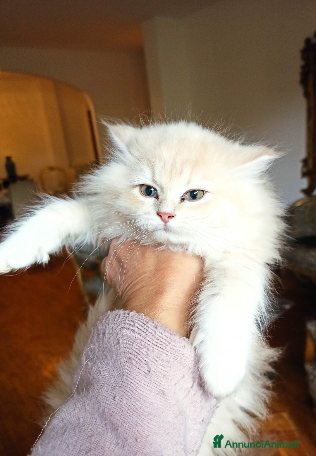 Persiano gatti in vendita: Gattini persiani normotipo  - Annuncio 2