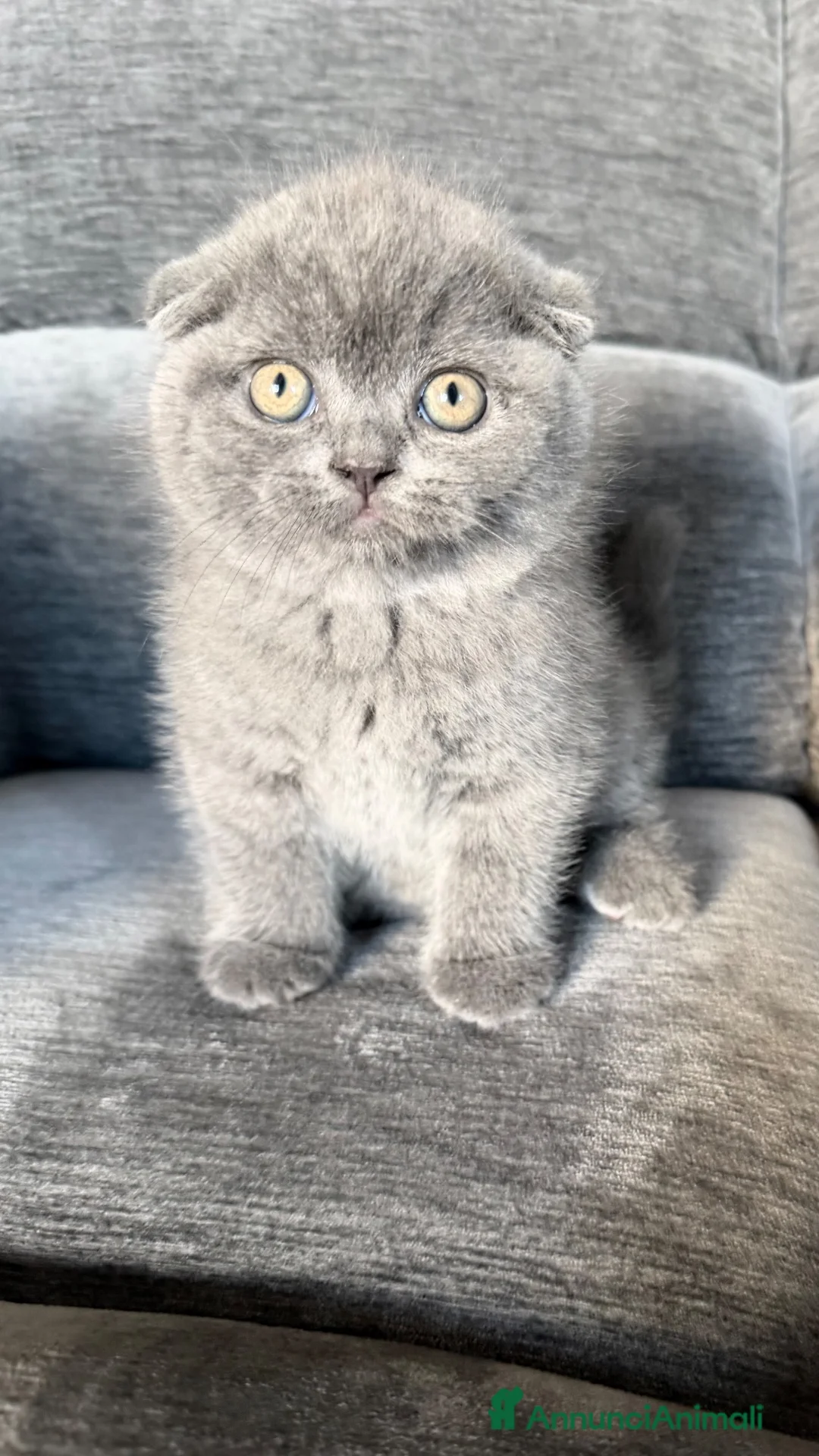 Scottish gatti in vendita: Cuccioli Scottish Fold Blue  - Annuncio 2