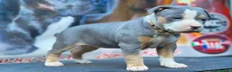 Pitbull cani in vendita: American pitbull terrier ukc  a Città metropolitana di Catania - Annuncio 9