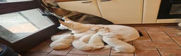 Pastore Svizzero cani in vendita: cucciolo pastore svizzero bianco  - Annuncio 4