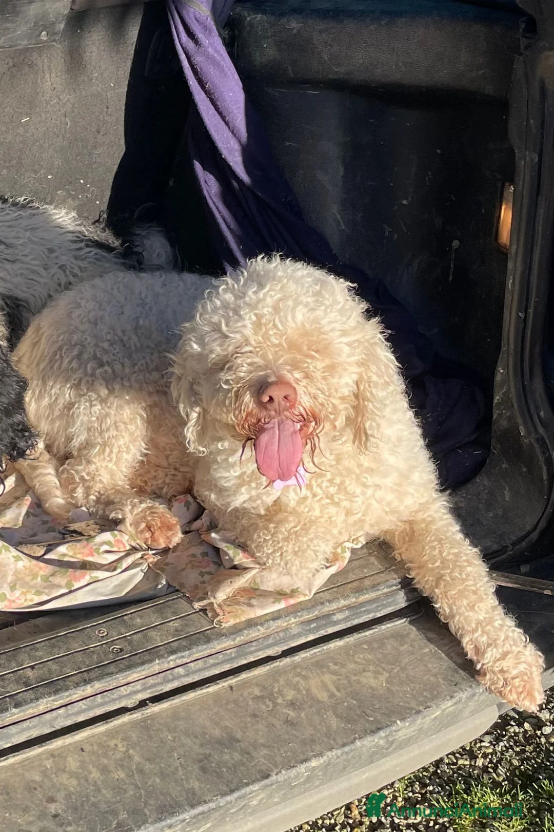 Lagotto cani in vendita: Cuccioli di Lagotto Romagnolo - Annuncio 5