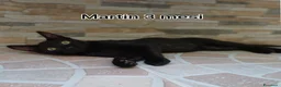 Altre razze gatti in regalo: GATTINI ABBANDONATI: URGENTE  - Annuncio 4