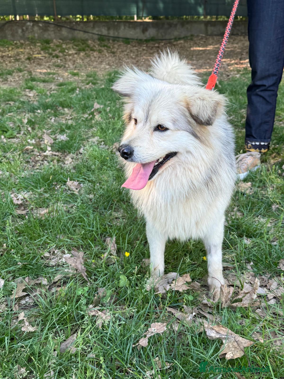 Meticcio cani yorgo, un tenero pelosetto - Annuncio 3