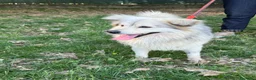 Meticcio cani in regalo: yorgo, un tenero pelosetto - Annuncio 1
