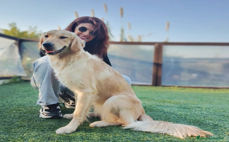 Golden Retriever cani - Annuncio 1