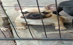 Bulldog Francese cani in vendita: CUCCIOLA DI BOULDOGUE FRANCESE  a Province of Pavia - Immagine 10