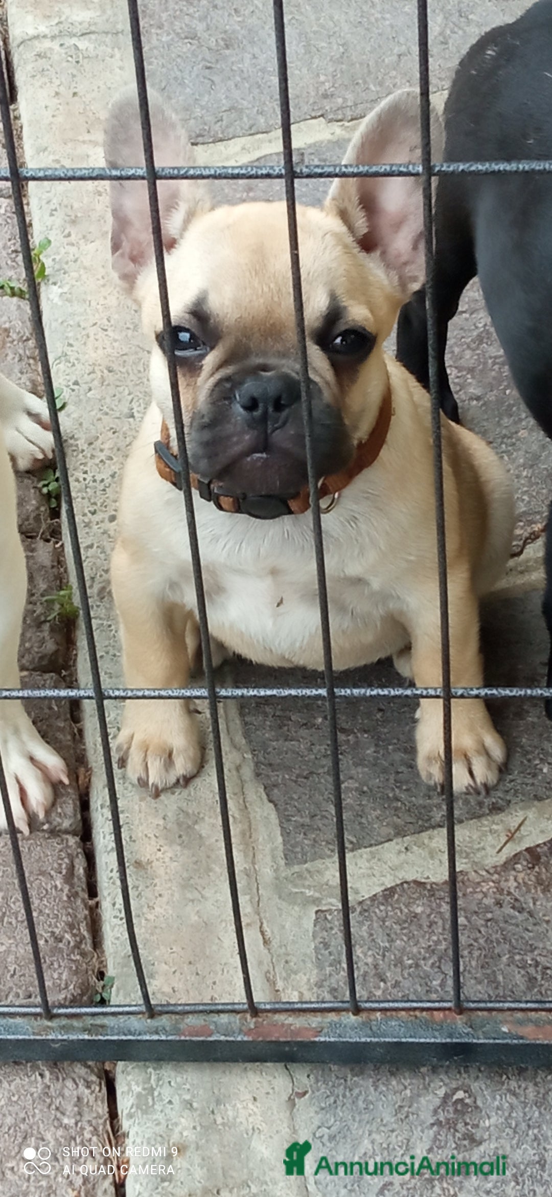 Bulldog Francese cani in vendita: CUCCIOLA DI BOULDOGUE FRANCESE  a Province of Pavia - Immagine 10