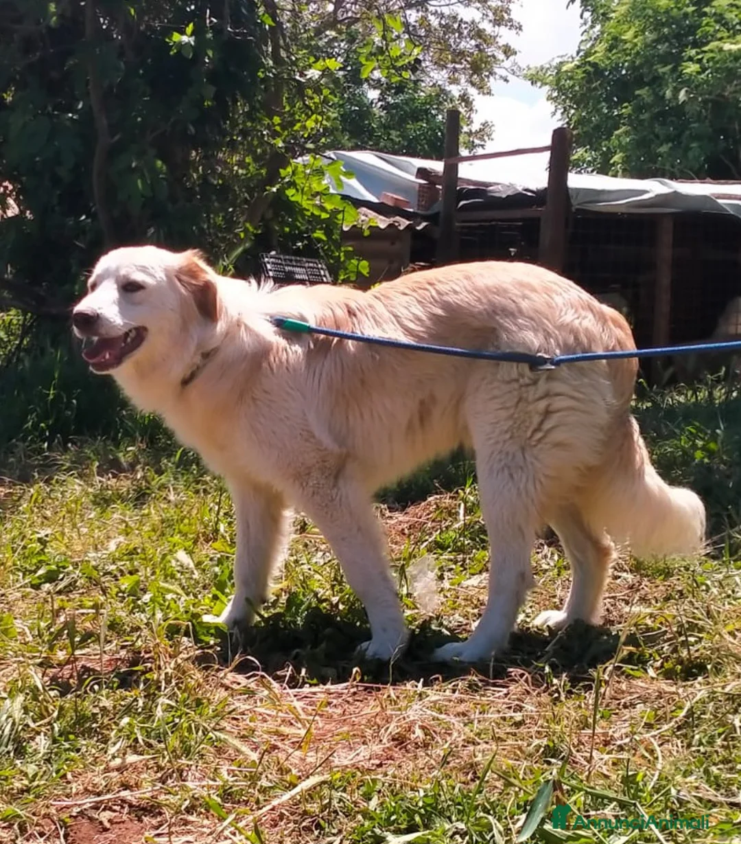Meticcio cani in regalo: TACO CUCCIOLO MIX GOLDEN  a Provincia di Varese - Annuncio 5
