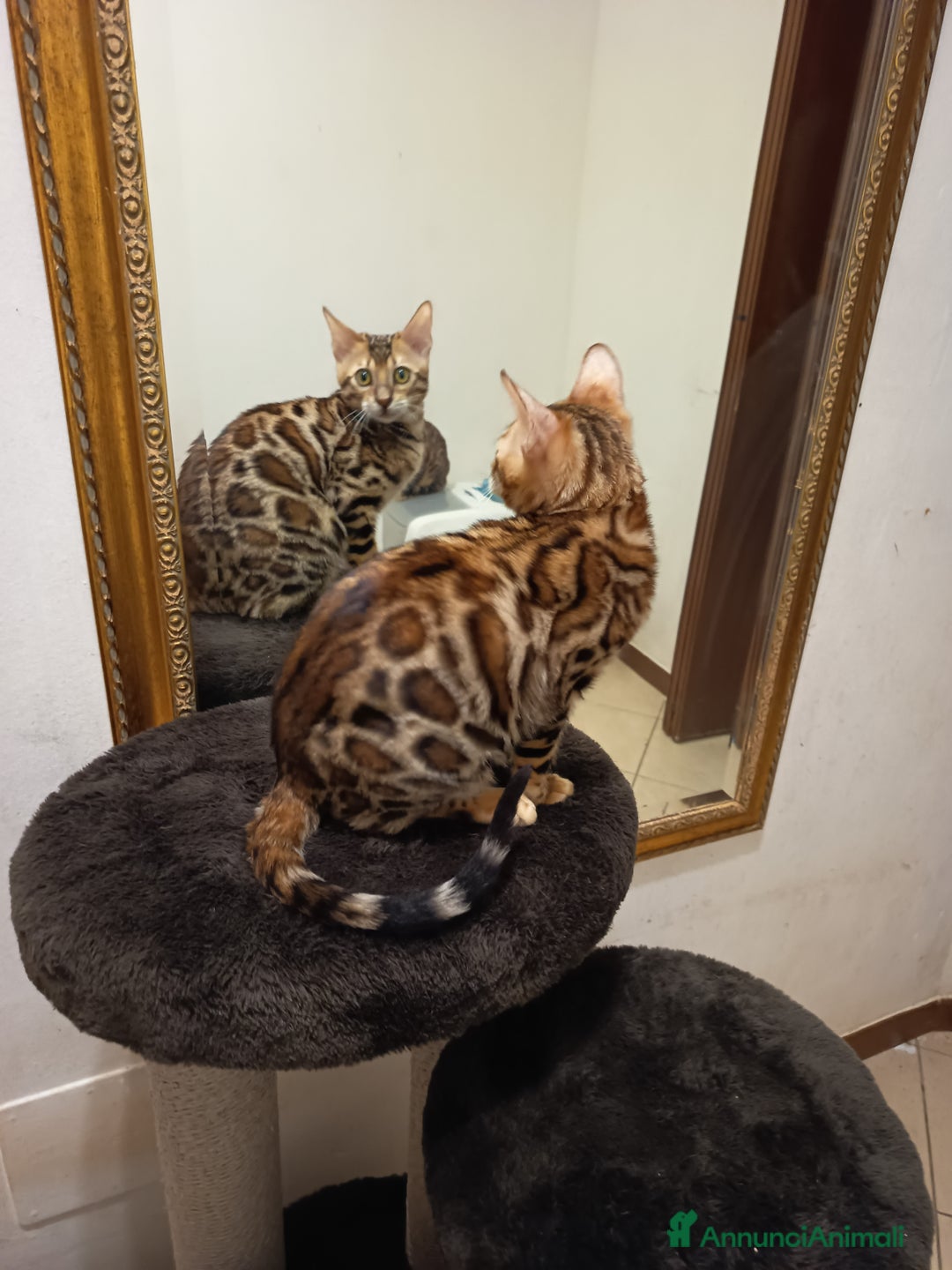 Bengala gatti in vendita: meraviglioso maschietto Bengala  - Annuncio 4