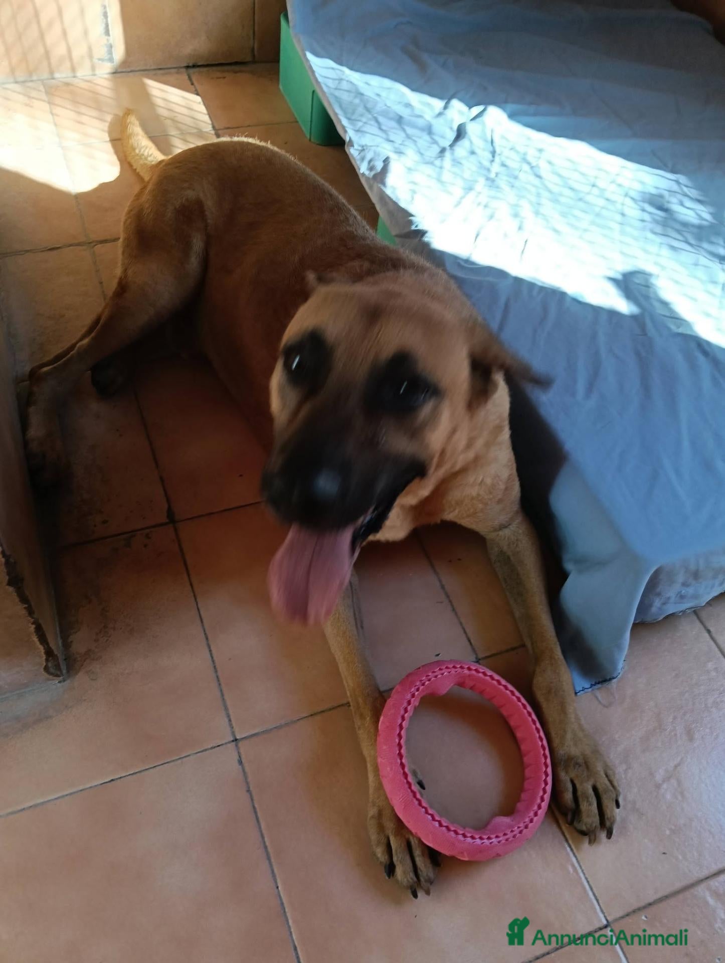 Meticcio cani ARGO CERCA CASA - Annuncio 10