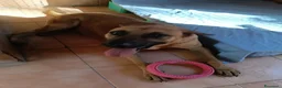 Meticcio cani in regalo: ARGO CERCA CASA - Annuncio 1