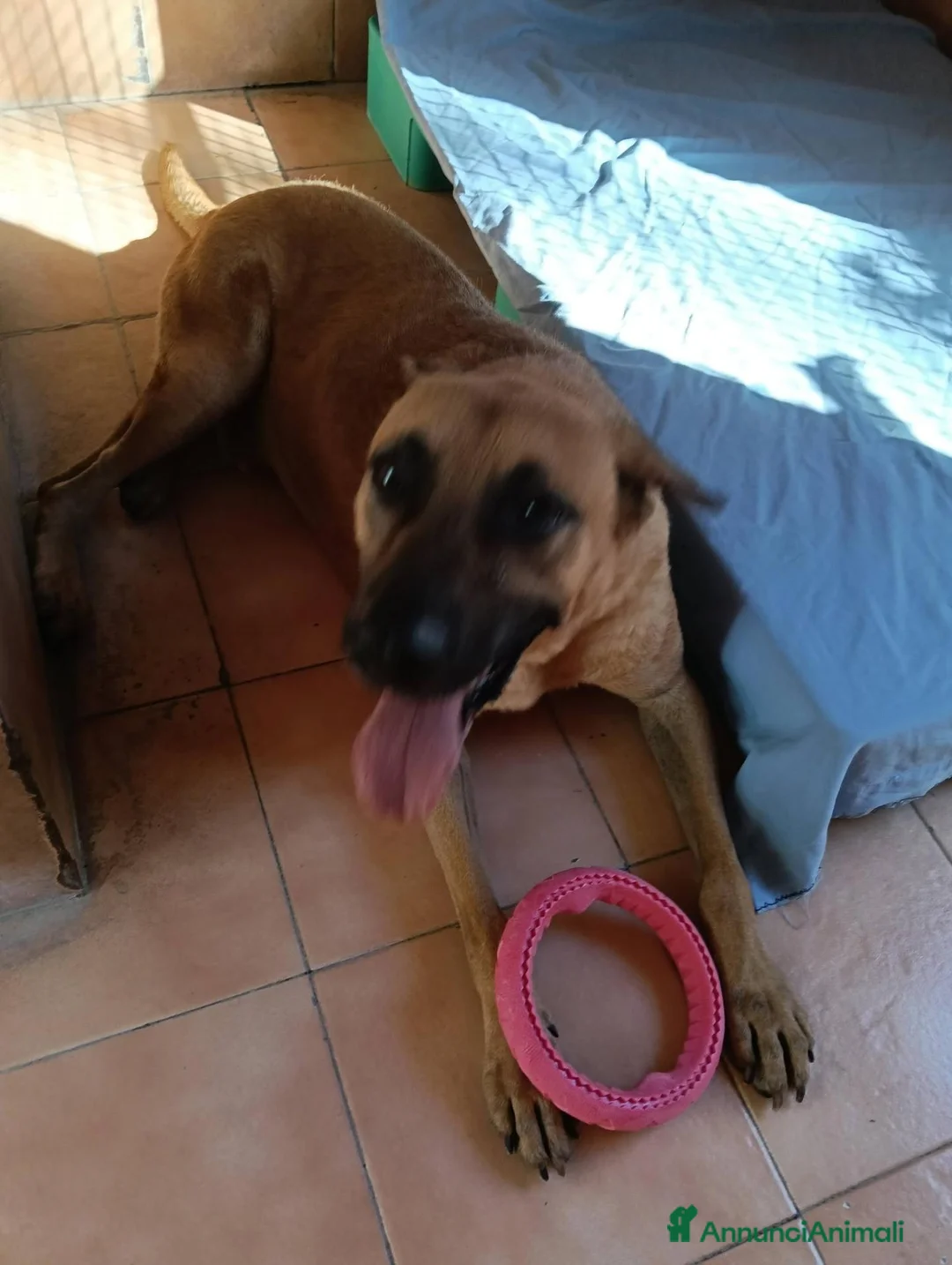 Meticcio cani in regalo: ARGO CERCA CASA - Annuncio 1