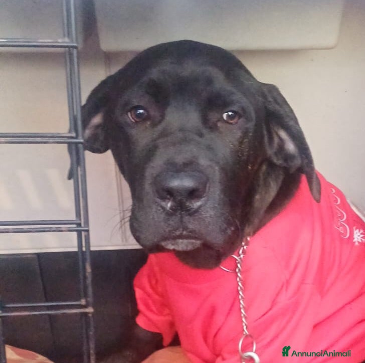 Cane Corso cani ALBERTO CUCC. CORSO STA CERCANDO UNA CASA - Annuncio 3