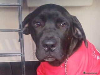 Cane Corso cani ALBERTO CUCC. CORSO STA CERCANDO UNA CASA - Annuncio 3