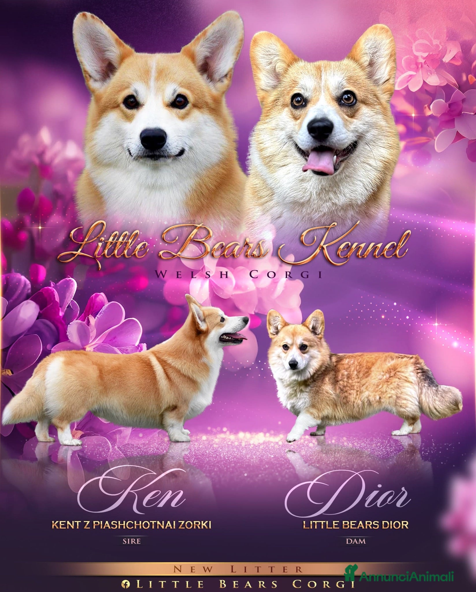Corgi Pembroke cani Cucciolo di Corgi  - Annuncio 1
