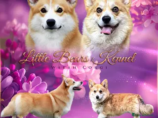 Corgi Pembroke cani Cucciolo di Corgi - Annuncio 6