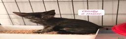 Europeo gatti in regalo: Gattini destinati alla colonia! a Provincia di Ferrara - Annuncio 3