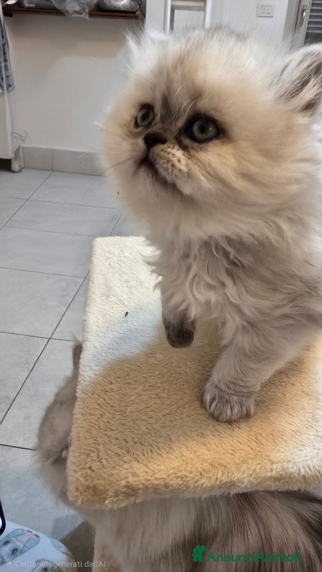 Persiano gatti in vendita: Cuccioli gatti Persiano Chinchilla Silver  - Annuncio 8