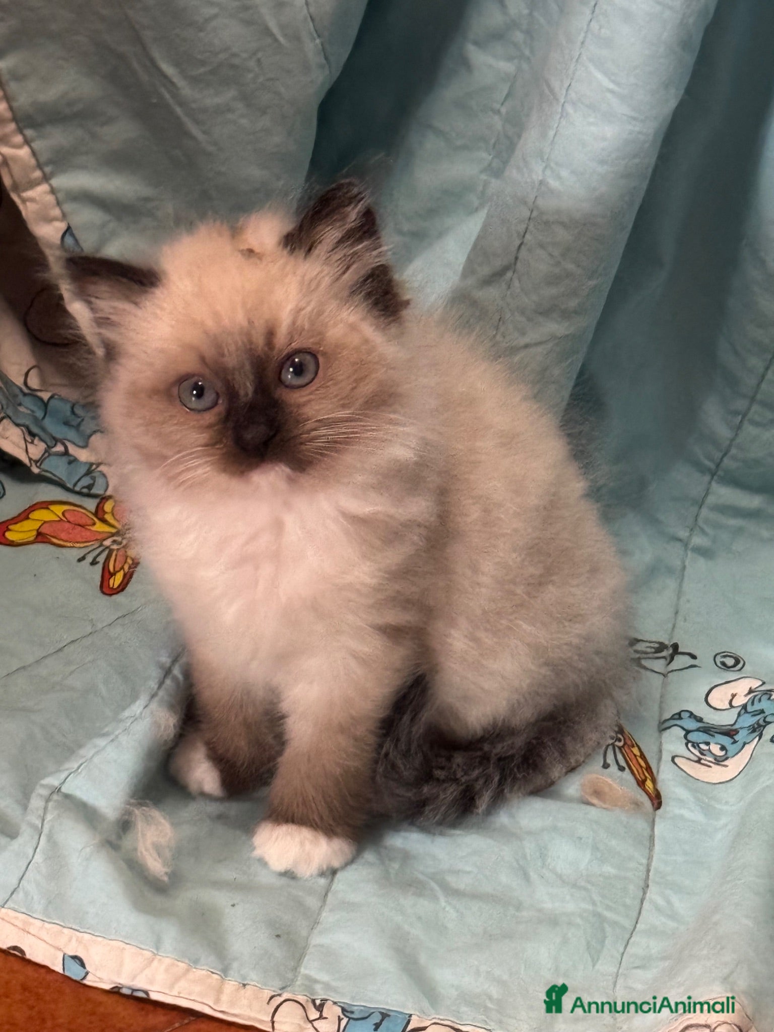 Ragdoll gatti Cuccioli di razza Ragdoll - Annuncio 1