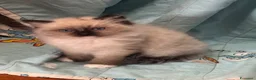 Ragdoll gatti in vendita: Cuccioli di razza Ragdoll a Città Metropolitana di Bologna - Annuncio 1