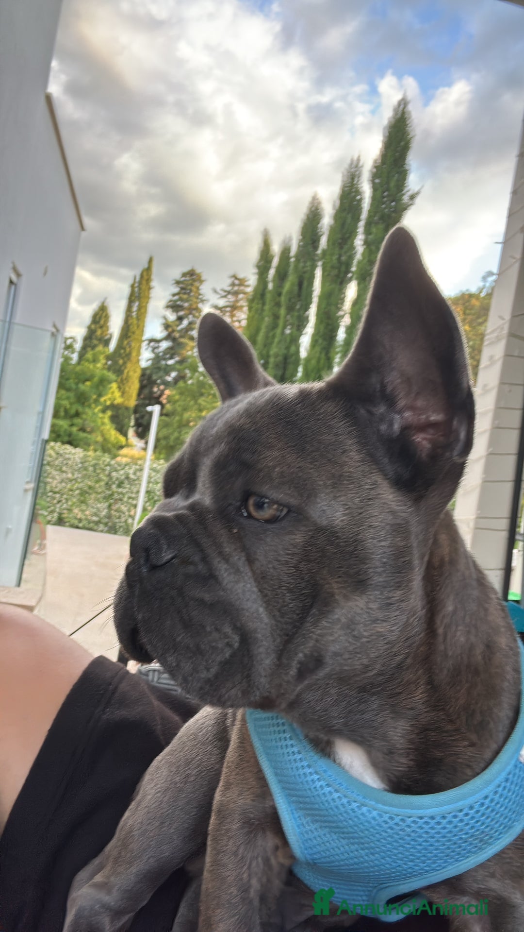 Bulldog Francese cani in vendita: Buldog francese esotico  a Provincia di Sassari - Immagine 4