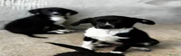 Meticcio cani in regalo: Oli e Bengy a Provincia di Alessandria - Annuncio 3