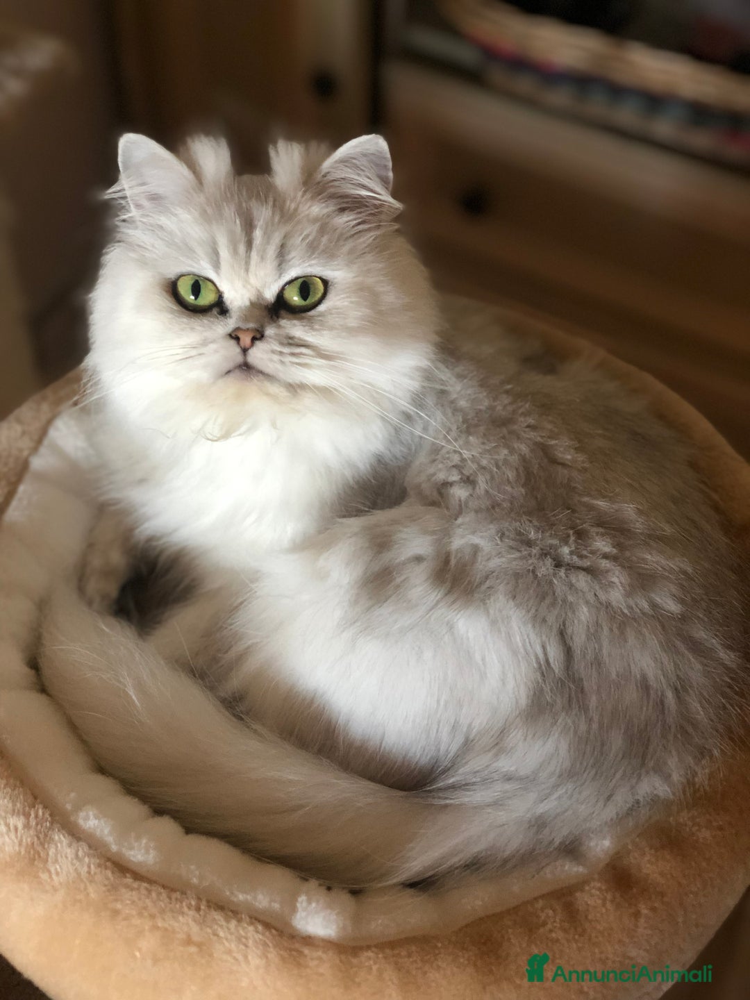 Persiano gatti in vendita: Persiano chincilla  - Annuncio 2