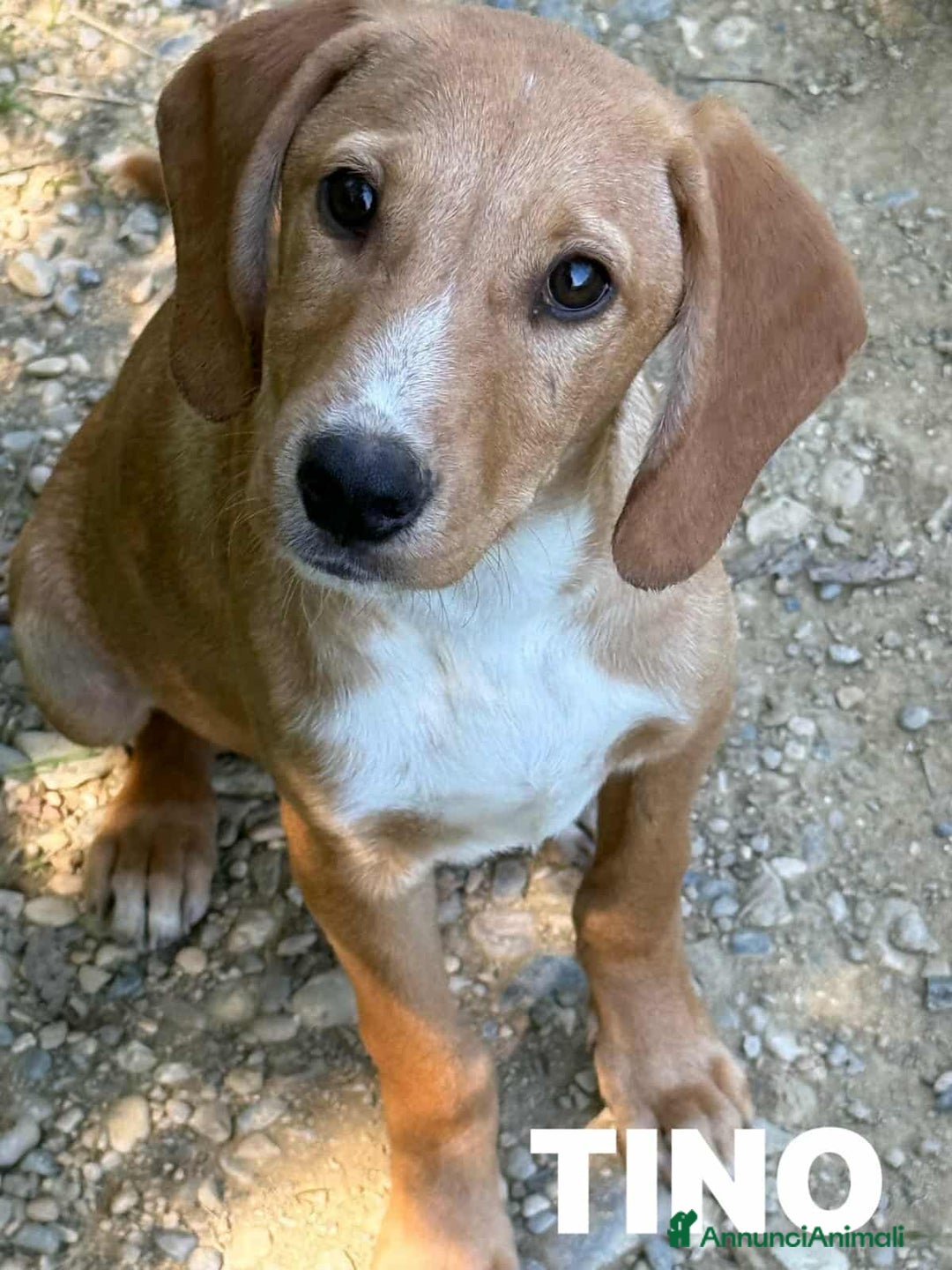 Meticcio cani in regalo: TOM & TINO, buffissimi cuccioli orecchie lunghe! - Annuncio 2