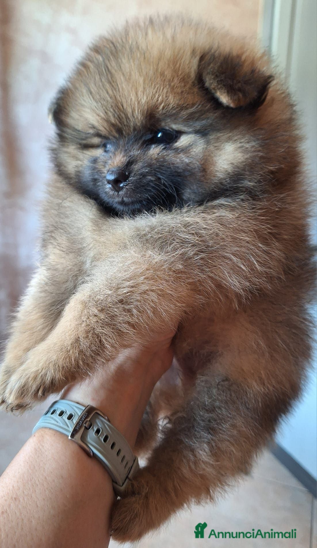 Volpino Pomerania cani Cuccioli di Spitz Tedesco Nano (Pomerania) - Annuncio 2