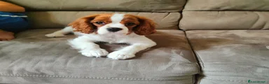 Cavalier King Cucciolo 1