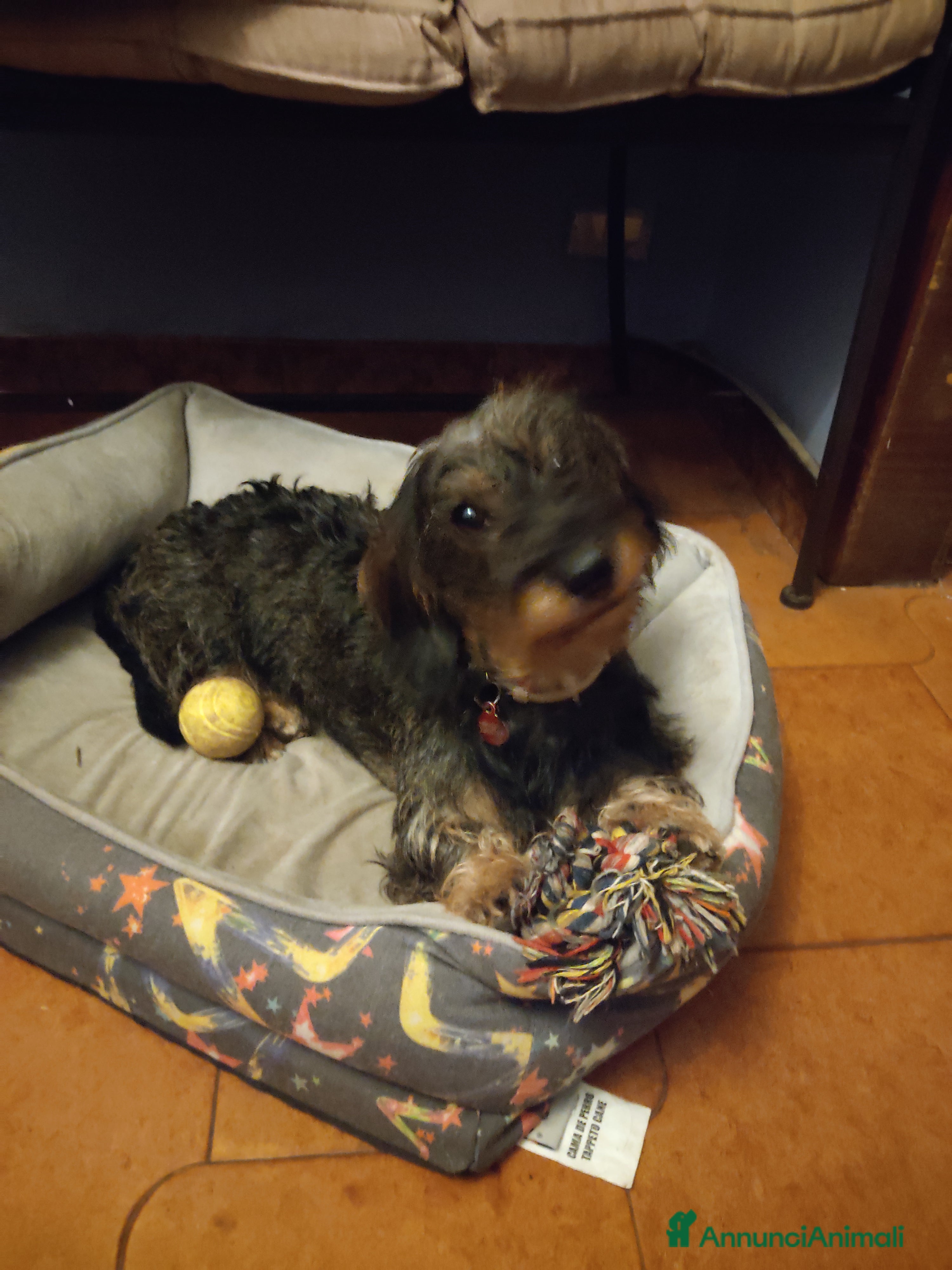 Bassotto cani Bassotto nano pelo duro x accoppiamento - Annuncio 1