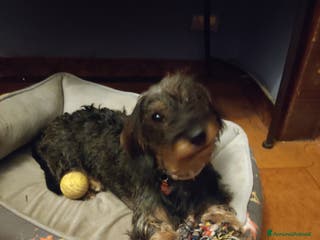 Bassotto cani Bassotto nano pelo duro x accoppiamento - Annuncio 31