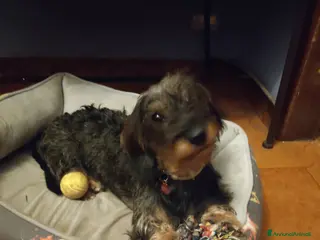 Bassotto cani Bassotto nano pelo duro x accoppiamento - Annuncio 35