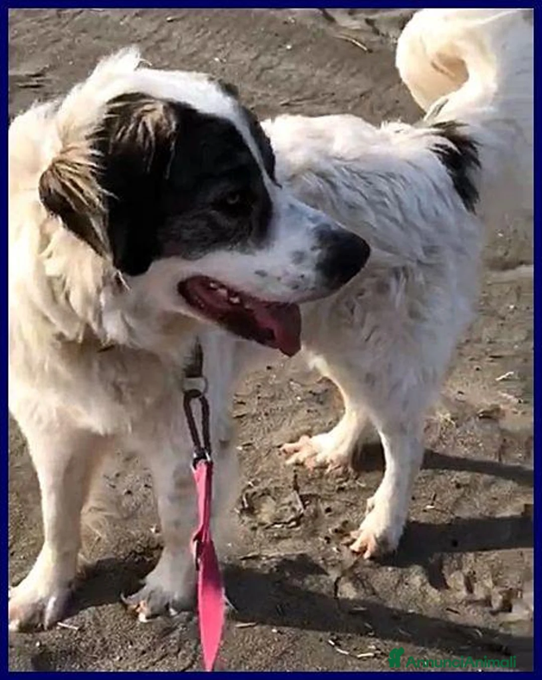 Meticcio cani in regalo: GGG un cumulo di dolcezza! a Provincia di Verona - Annuncio 2