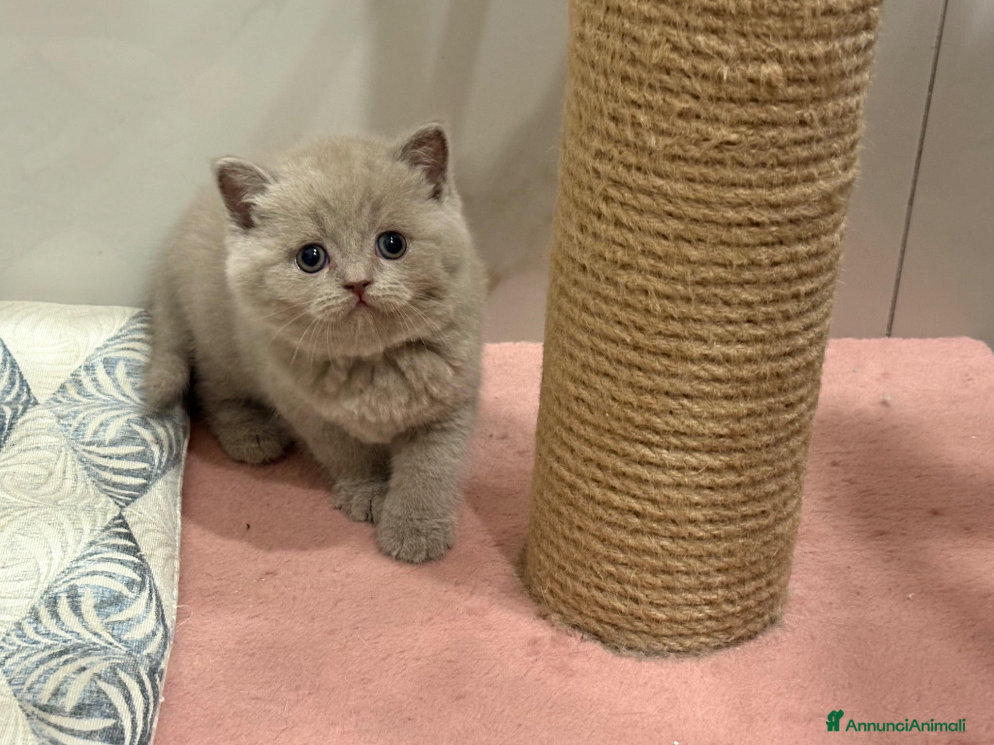 British gatti Scottish fold sthrait  - Annuncio 17