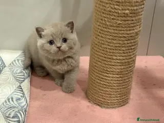 British gatti Scottish fold sthrait - Annuncio 6