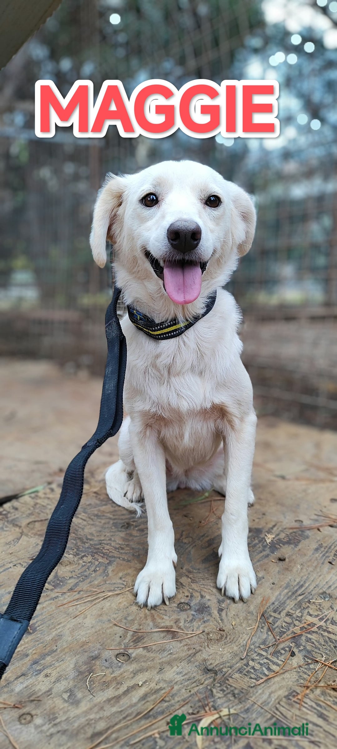 Meticcio cani in regalo: Meggie in adozione  - Annuncio 4