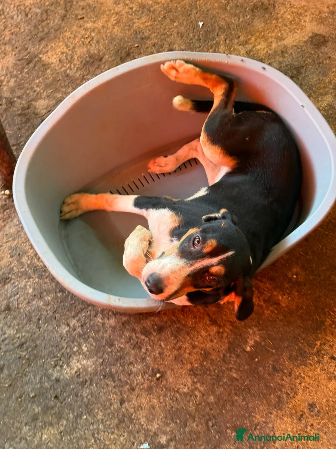 Meticcio cani in regalo: HULYA, mix di dolcezza e simpatia cerca famiglia! - Annuncio 6