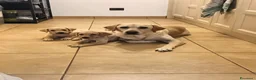 Labrador cani in vendita: Labrador  a Città metropolitana di Roma Capitale - Annuncio 2