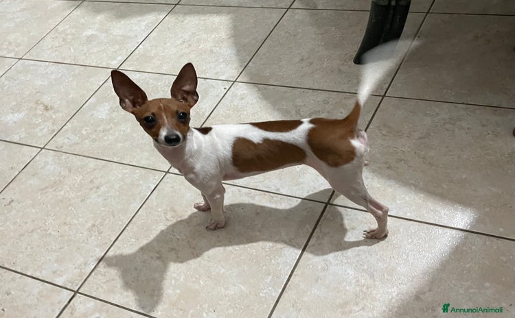 Pinscher Miniatura cani a Provincia di Pescara - Annuncio 1