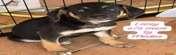 Meticcio cani in regalo: Cuccioli, non hanno chiesto di nascere  - Annuncio 6